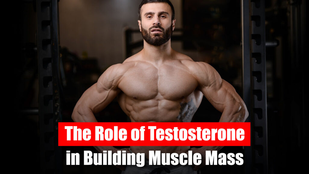 The Role of Testosterone in Building Muscle Mass