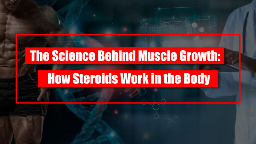 The Science Behind Muscle Growth: How Steroids Work in the Body