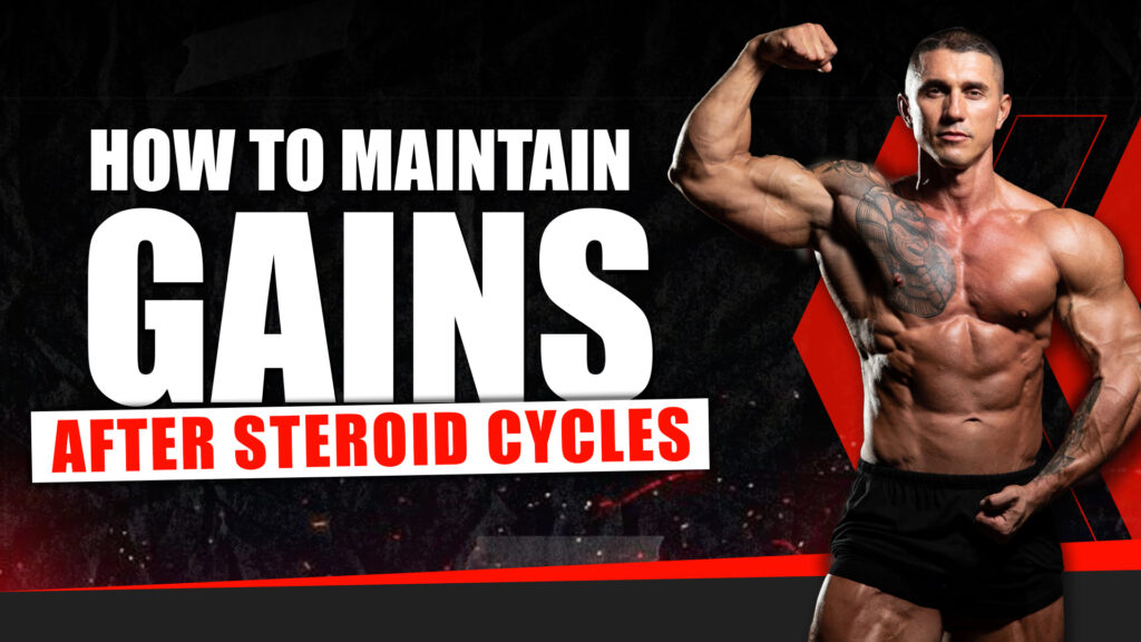 How to Maintain Gains After Steroid Cycles