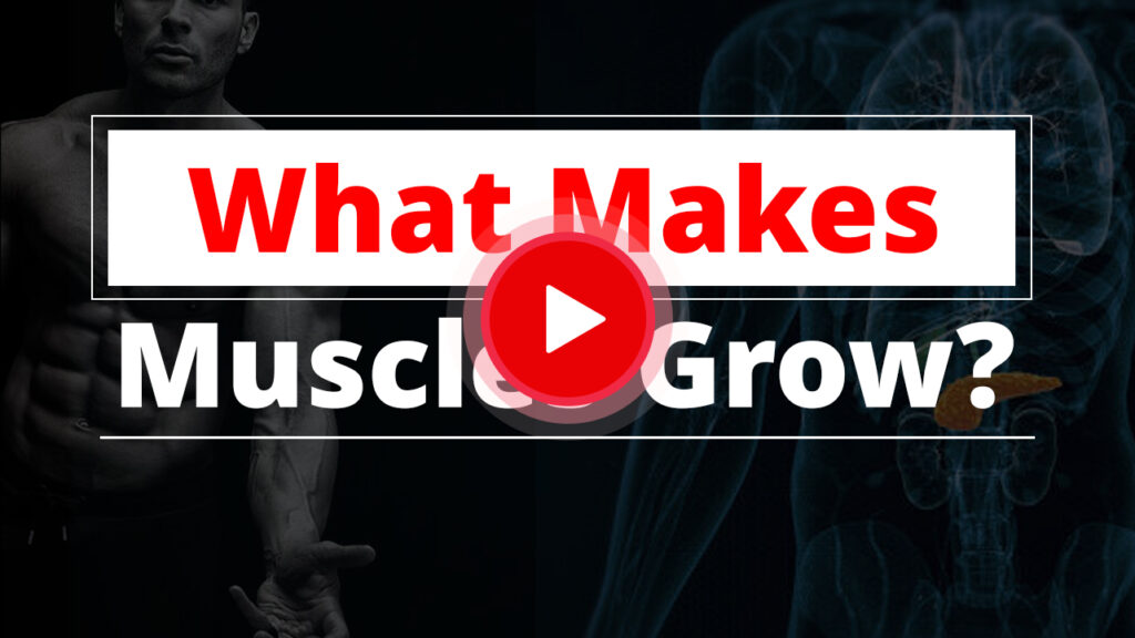 What Makes Muscles Grow?