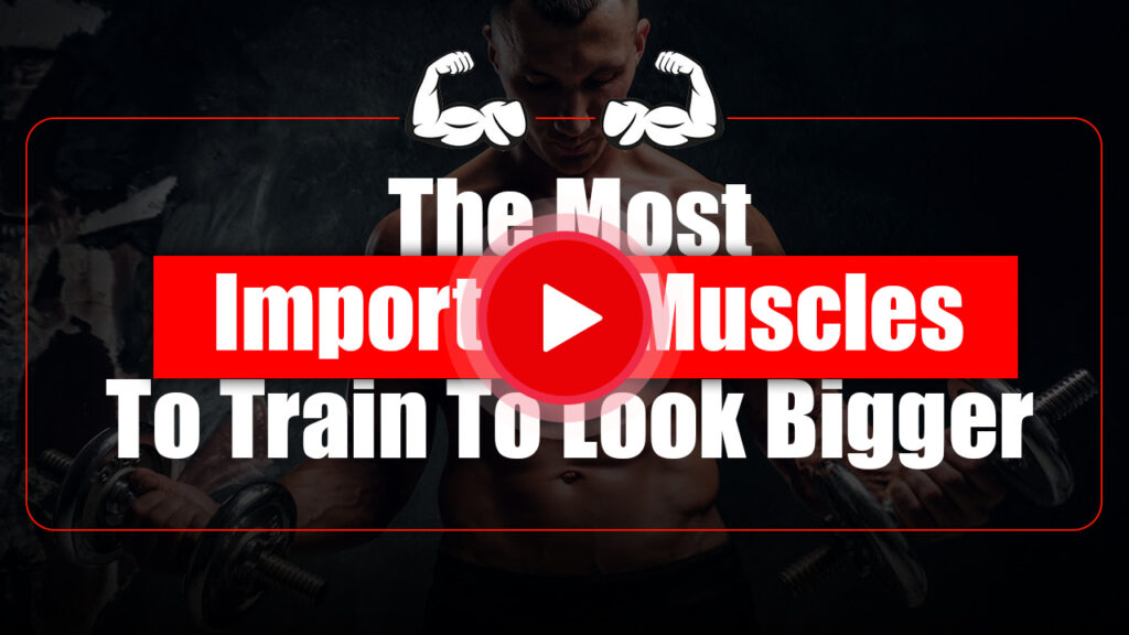 The Most Important Muscles To Train To Look Bigger