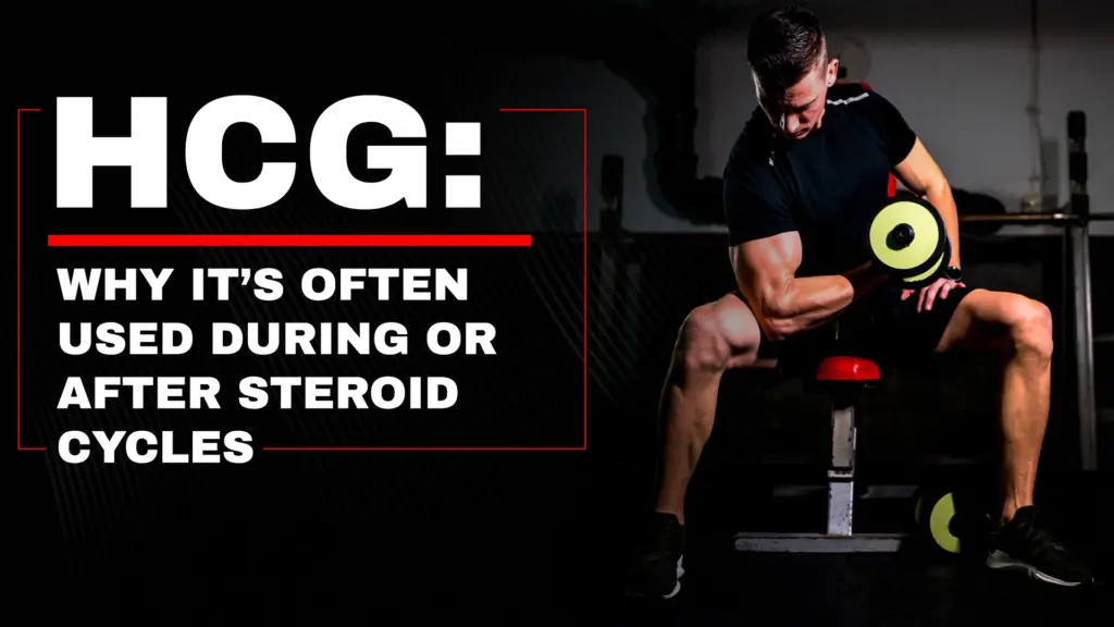 HCG during and after steroid cycles