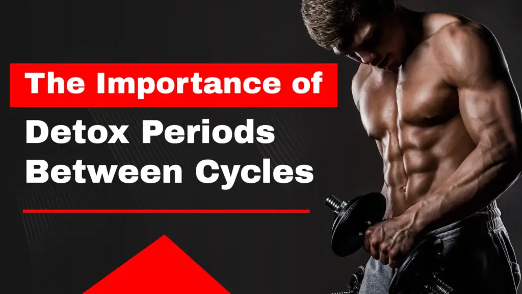 The Importance of Detox Periods Between Cycles